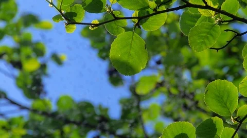 Midge Swarm in Alder Tree Stock Footage 98405991