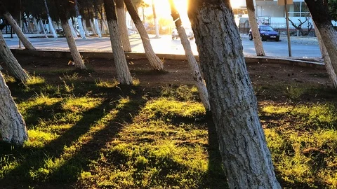 Midge swarms through the sun rays. Stock Footage 105876350