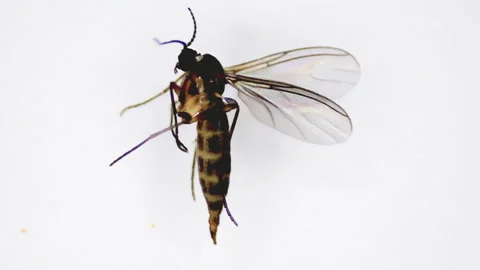 Midge under a microscope. Stock Footage 301776896