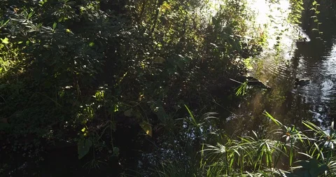 Midges and small insects flying over pond at sunset with reflections on water Video stock 117565782