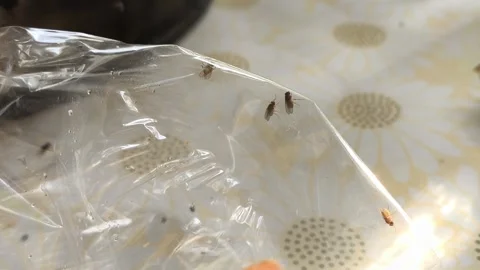 Midges crawl on a transparent polythene bag and eat bread. Stock Footage 316668686