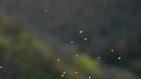 Midges dance in slow motion during autumn evenings in the Peak District, England Stock Footage 304321966