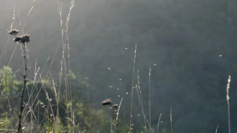 Midges dance in slow motion during autumn evenings in the Peak District countrys Stock Footage 304322132