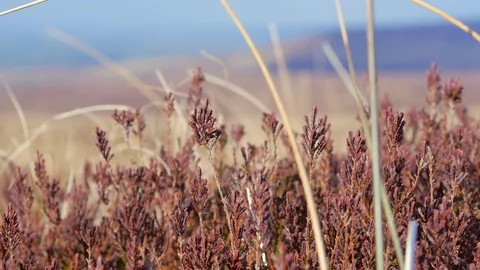 Midges Dance through Brown Heather Stockbeeldmateriaal 98406244