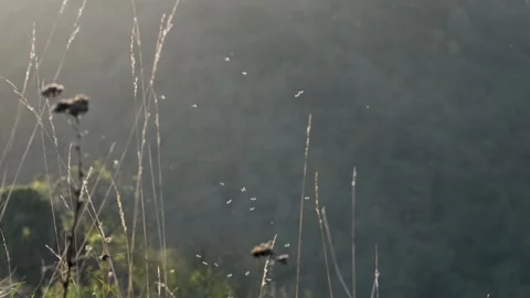 Midges dancing in slow motion during autumn evenings in the Peak District countr Stock Footage 304322149