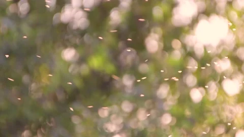 Midges fly fast in the evening sunlight. Stock Footage 140159983