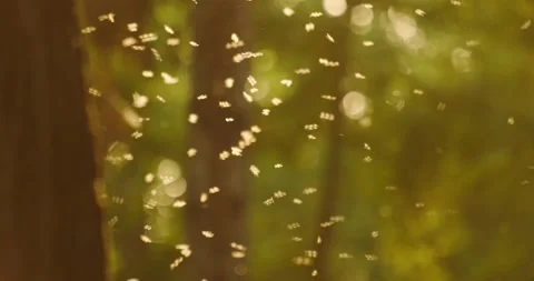 Midges fly Stock Footage 136559740