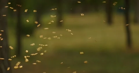 Midges fly Stock-Footage 136559749