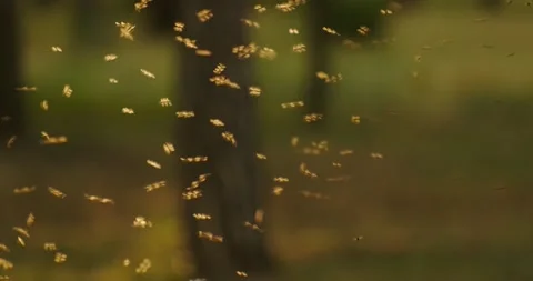 Midges fly Vídeos de archivo 136559764
