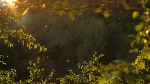 Midges fly at sunset Stock Footage 78882160