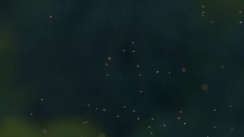 Midges flying just before sunset. Abstract and defused. 스톡 동영상 118464474