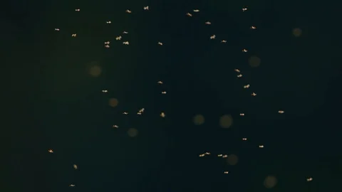 Midges flying just before sunset. Stock Footage 118464345