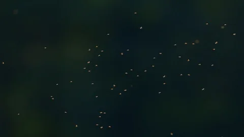 Midges flying just before sunset. Stock Footage 118464437