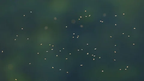 Midges flying just before sunset. 스톡 동영상 118465402
