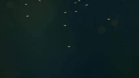 Midges flying just before sunset. Stock Footage 118468529