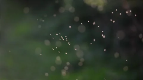 Midges flying in wodland Stock Footage 67969237