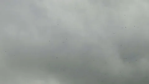 Midges on a gray sky background Stock Footage 78311864