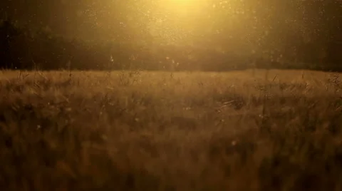 Midges, mosquitoes at dusk Stock Footage 53899523