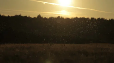 Midges, mosquitoes at dusk Stock Footage 53899527