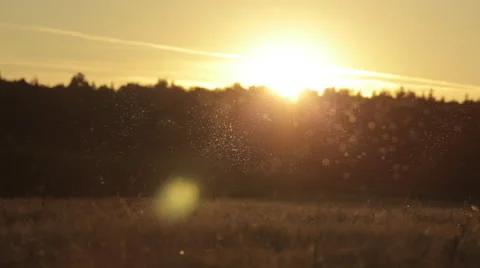 Midges, mosquitoes at dusk Stock Footage 53902933