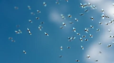 Midges on sky background Stock Footage 41186806