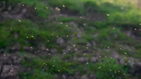 Midges in slow motion dance through the peak district countryside during autumn  Stock Footage 304322007