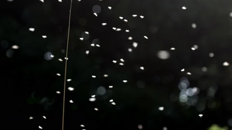 Midges (small flies) flying in the sunlight. 库存影片 62472812
