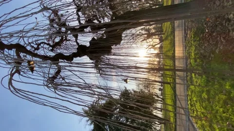 Midges on a spring evening and tree branches Stock Footage 223984795