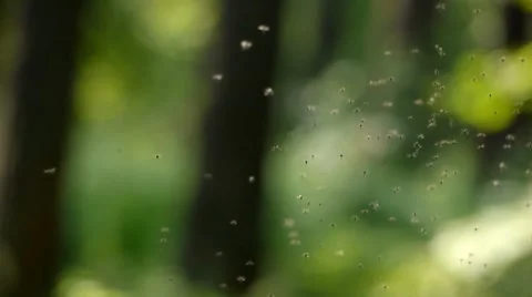 Midges in taiga Stock Footage 7758991