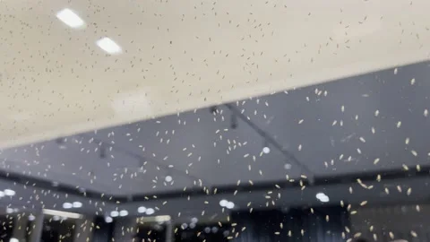 Midges on the window Video stock 220740664
