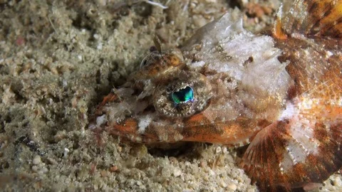  Midget Flathead (Onigocia spinosa) - Face Close Up - Philippines Video stock 91311804