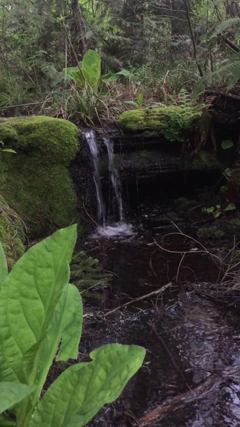 Midget water fall Stock Footage 312866760