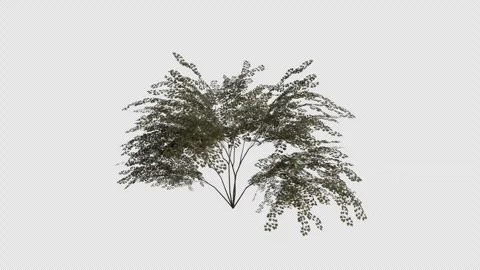 Midland Hawthorn blowing in the wind Loop Animation. Alpha Channel Stock Footage 307085881