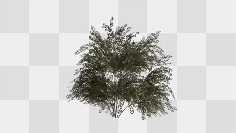 Midland Hawthorn blowing in the wind Loop Animation. Alpha Channel Stock Footage 307086016