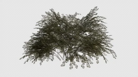 Midland Hawthorn blowing in the wind Loop Animation. Alpha Channel Stock Footage 307086195