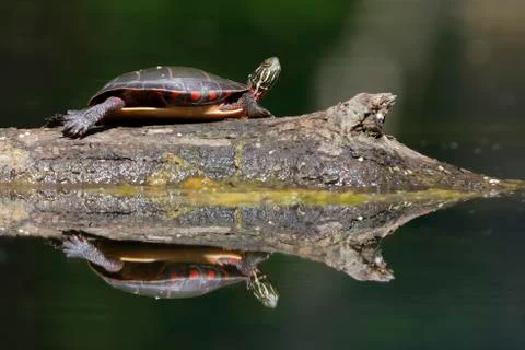 Midland Painted Turtle basking on a log Stock Photos