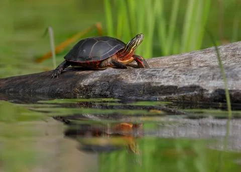 Midland Painted Turtle basking on a log Stock Photos