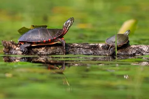 Midland Painted Turtle basking on a log Stock Photos
