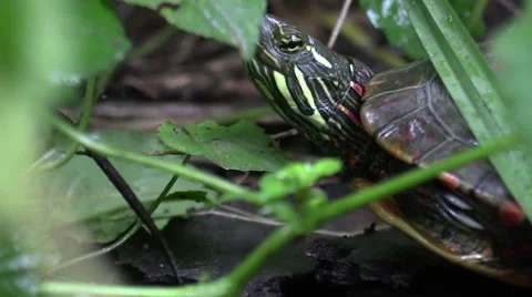 Midland painted turtle coming out of shell in forest closeup Stock Footage 66304764