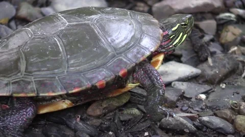 Midland painted turtle crawling on river gravel Stock Footage 66303236