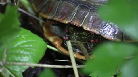 Midland painted turtle in forest closeup sticks hed out of shell Stock Footage 66303707