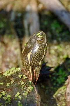 Midland Painted Turtle Resting in Pond Water Nature Portrait Stock Photos