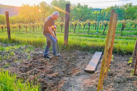 Midle aged man digging soil with garden fork. Mature man in the garden Stock-Fotos