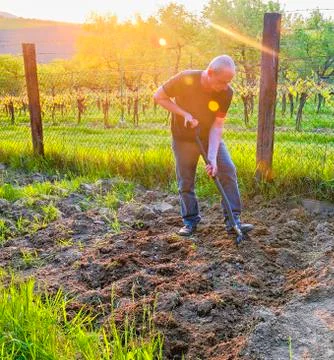Midle aged man digging soil with garden fork. Mature man in the garden Fotos de archivo