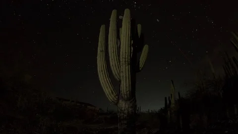 Midnight and the cactus Stock Footage 72328844