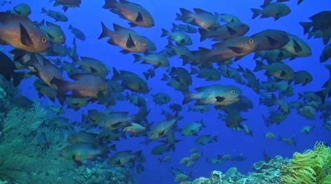 Midnight and Humpback snapper Stock Footage 49680447