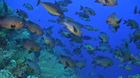 Midnight and Humpback snapper Stock Footage 51593534