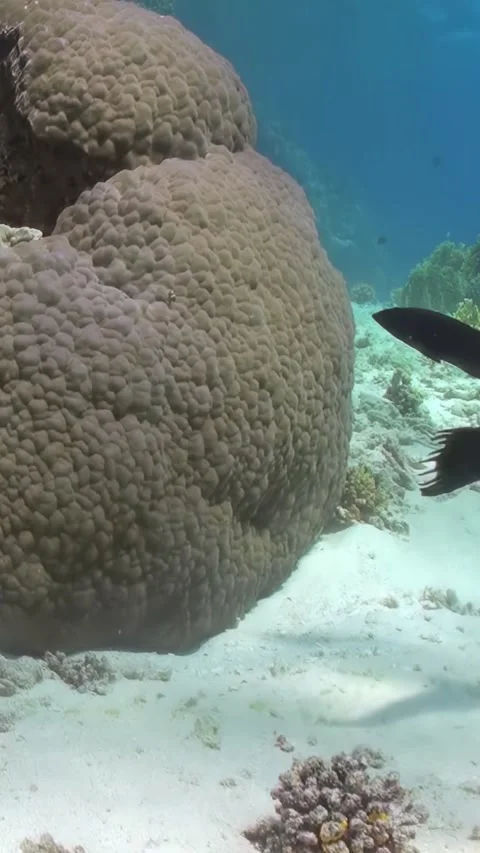 Midnight Dascyllus Hides Inside Coral Reef During the Day Stock Footage 321018255