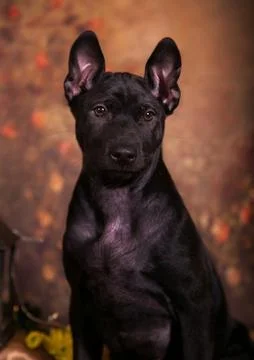 Midnight Elegance Foto stock