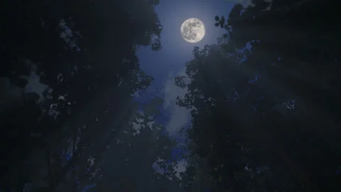 Midnight forest god rays loop Stock Footage 344745382